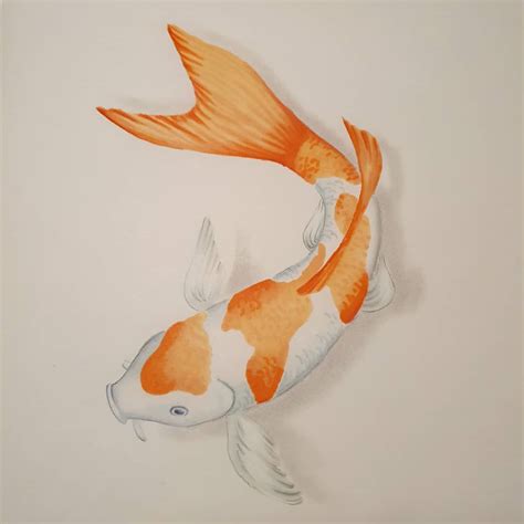 koi fish drawing|realistic koi fish drawing.